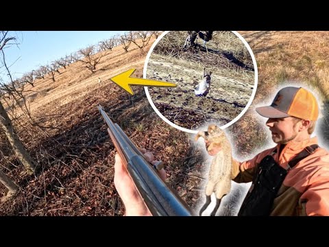 We Hunt A Peach Orchard Infested With Rabbits!