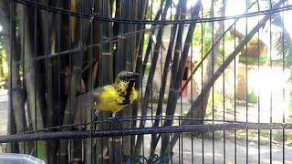 Download lagu HANYA 1 MENIT!! SOGON MANAPUN PASTI NYAUT DAN IKUT GACOR mp3