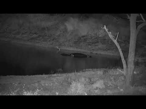 Djuma: Two Hippos and Grey Heron - 22:30 - 11/24/21