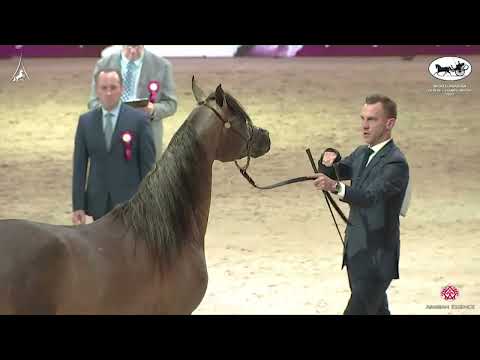 N 97 LR SOLO MIO   World Arabian Horse Championship 2022   PARIS   Junior Colts Section B Class 5B