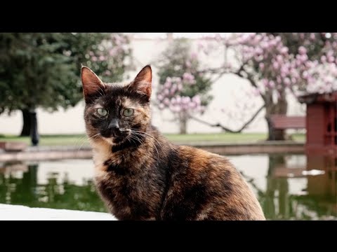 Springtime in Istanbul