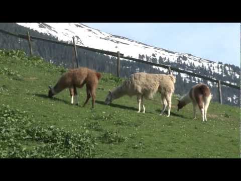 Wattenberg in der Region Hall-Wattens Tirol Österreich