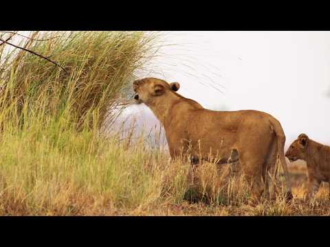 The Dark Truth About Lion Prides (4K Documentary)