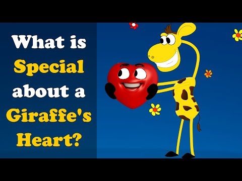 What is Special about a Giraffe's Heart? | #aumsum