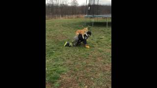 Dog rides on back of his boy
