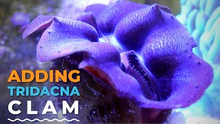 Adding My First Tridacna Clam into the Innovative Marine Nuvo 16 | Blue Reef Tank