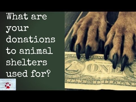 Donations to animal shelters - Where does your money go?