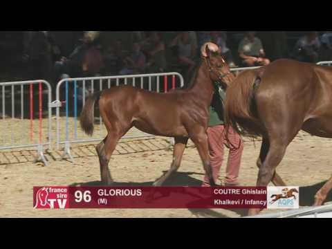 Decize 2016 : Lot 96 - Glorious