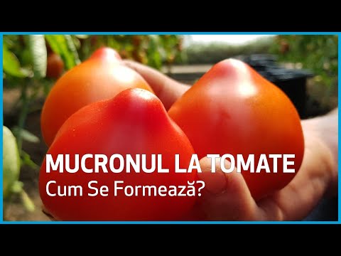 , title : 'Cum Se Formează Mucronul La 🍅 Tomate? - Marcoser'