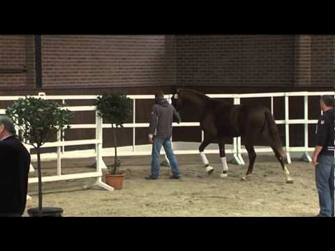 56. (Royal Classic - Warkant) Hengst verkäuflich