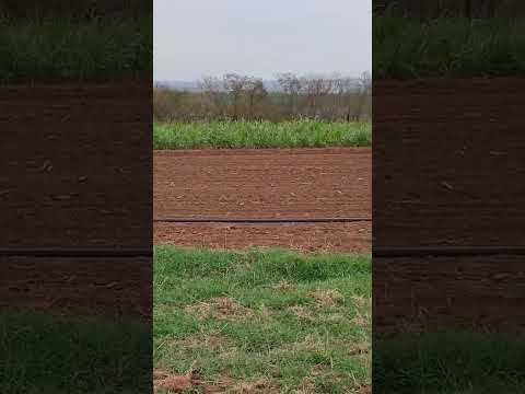 Operação do Irrigatinho em Rio das Pedras/SP