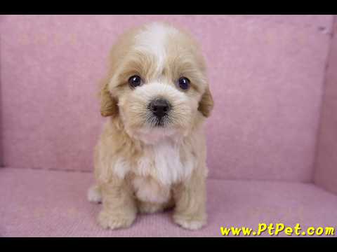 11/02馬爾泰迪母幼犬1號/(高雄小港)