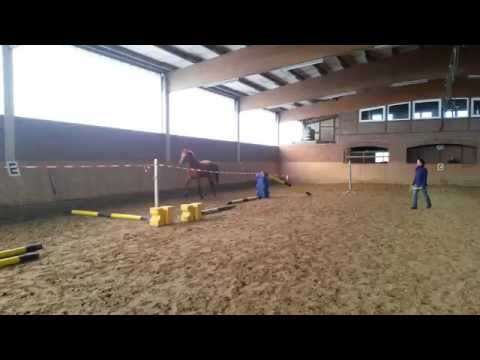 Feline v. First Selection-Brentano II-Dorint,  März 2015 - dreijährig