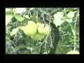 Dur Te Kat Idur Love Khasi Songs