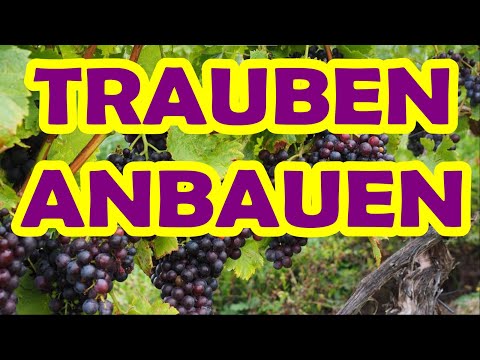 Trauben anbauen für Anfänger, Selbstversorgung für Anfänger