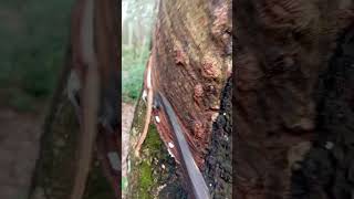 Download lagu aktifitas dino iki ndres #petanikaret #vidioshort mp3