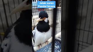 Download lagu jalak suren pandai bicara‼#kicaumania #jalak #jalaksuren #jalaksurenindonesia #kicau #fyp #viral mp3 Download lagu jalak suren pandai bicara‼#kicaumania #jalak #jalaksuren #jalaksurenindonesia #kicau #fyp #viral mp3