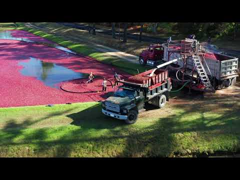 Cranberry Harvest