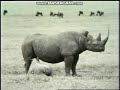 Classic Sesame Street Rhino On Film Hebrew