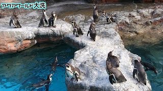【アクアワールド大洗】ただペンギンのおしりフリフリを見る動画【ペンギン】
