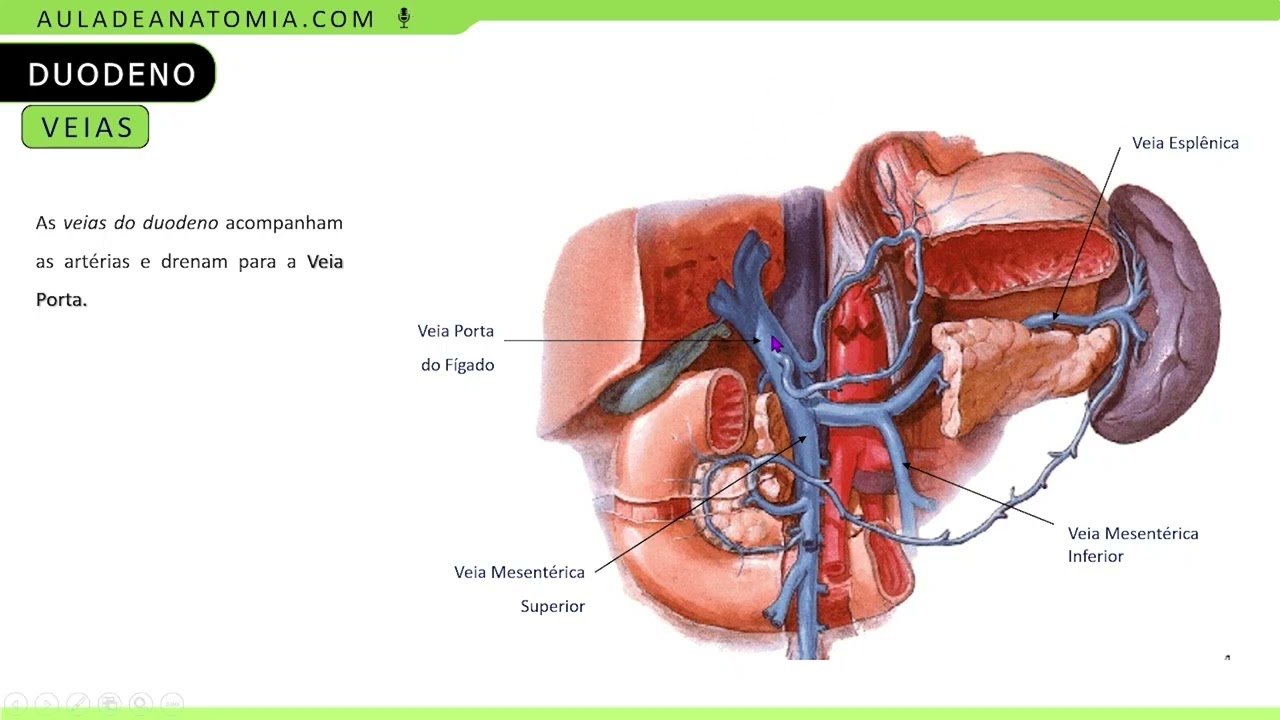 VASCULARIZAÇÃO E INERVAÇÃO DO DUODENO #medicina #fisioterapia #angiologia #medicos #anatomiaclinica
