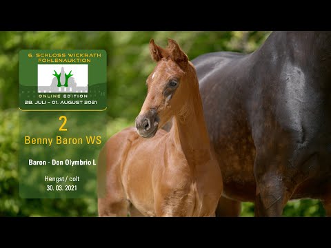 Fohlenauktion 28.7. - 01.8.2021 Katalog-Nr. 2 Benny Baron WS HF v. Baron - Don Olymbrio L