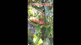 Download lagu 辻󠄀井伸行/愛の夢（リスト）/ピアノ/#short/ mp3