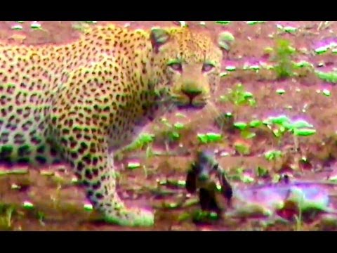 download lagu mp3 mp4 Jaguar Impala, download lagu Jaguar Impala gratis, unduh video klip Jaguar Impala