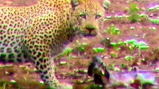 Unbelievable: Leopard Hesitates Before Taking Out An Impala Lamb At Birth