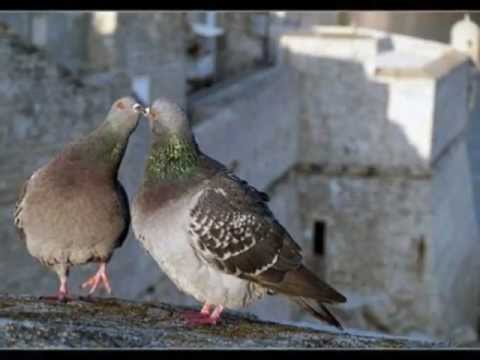 Klapa Libar - Pusti Da Ti Leut Svira (lyrics)