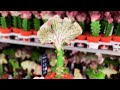 Euphorbia Lactea Cristata Care | Coral Cactus Care (Crested Elkhorn)