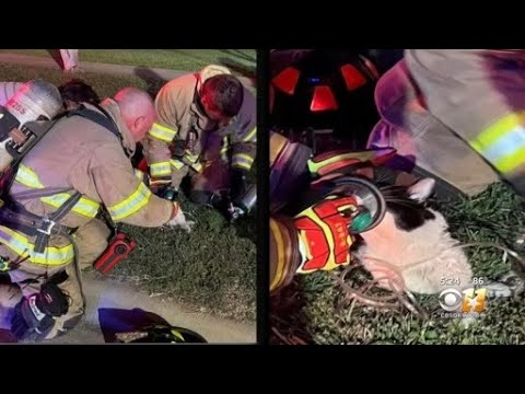 Firefighters use oxygen mask to save cat after Plano housefire