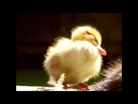 Tütüke - Krokodilo Senharigo (09)