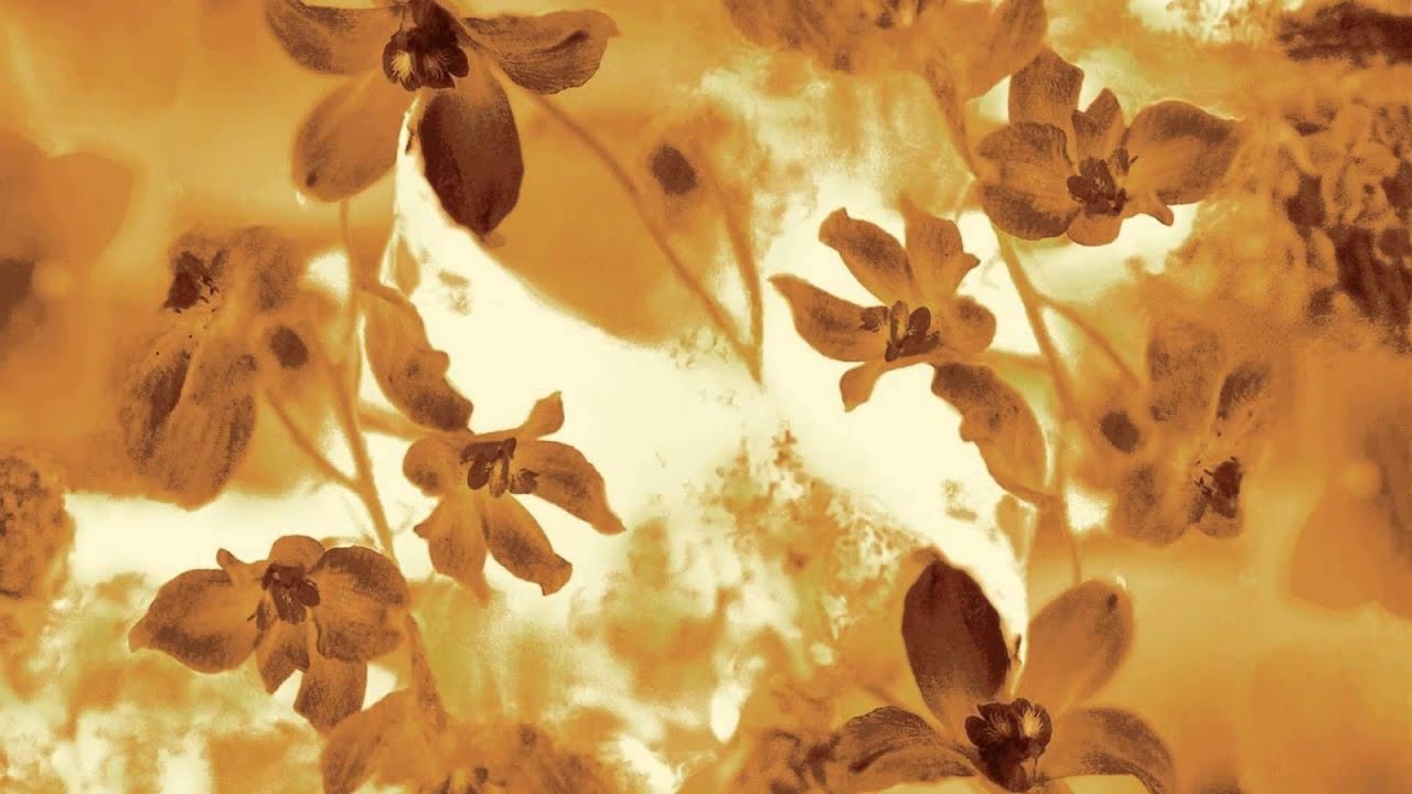 Flowers Vector (HD1080p)