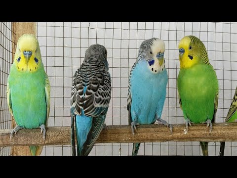 4 Hr Help Quiet Parakeets Sing by Playing This, Budgies Chirping. Help Depressed lonely sad Birds
