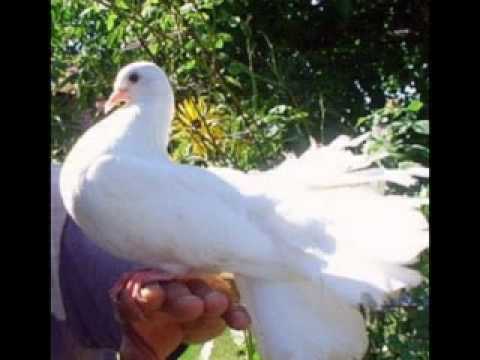 Mladen Kos -Golubica pjevala