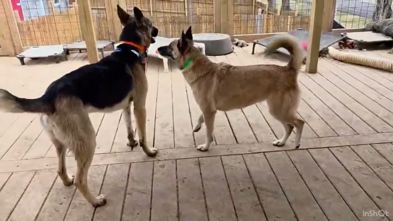 Enlarge Tonka, an adopted German Shepherd Dog in Greeneville, TN video 6/6