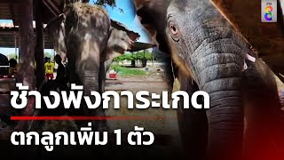 ช้างพังการะเกด ตกลูกเพิ่ม 1 ตัว | 15 มิ.ย. 67 | คุยข่าวเช้าช่อง8 ช้างพังการะเกด ตกลูกเพิ่ม 1 ตัว | 15 มิ.ย. 67 | คุยข่าวเช้าช่อง8
