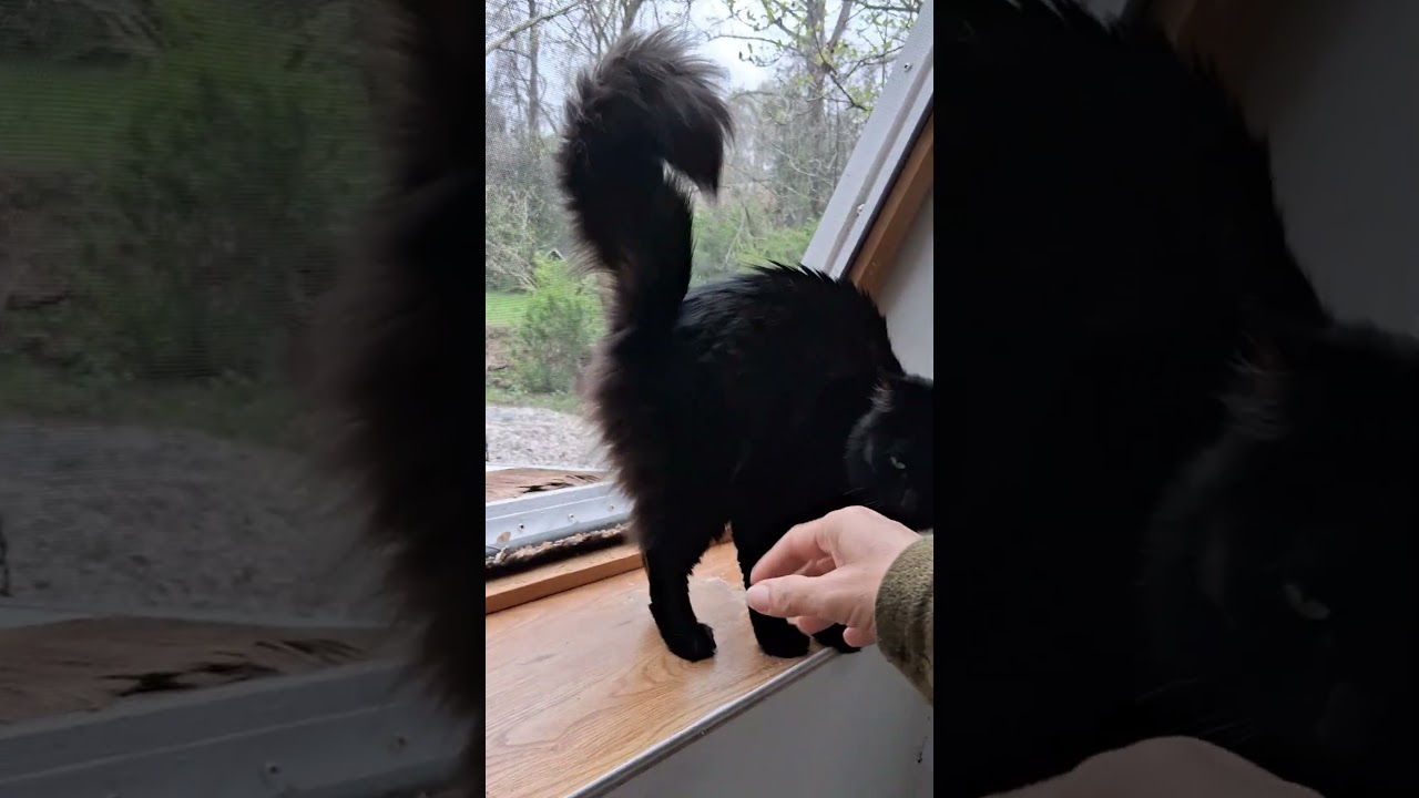 Enlarge Ruby, a Adoptable Domestic Long Hair in Asheville, NC video 6/6