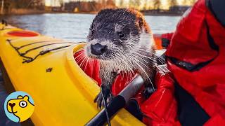 Wild Otter Jumps Into Man's Boat Every Time She Sees Him