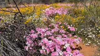 Fossicking through Wildflower Country, Goldfield’s Woodlands National Park, Western Australia