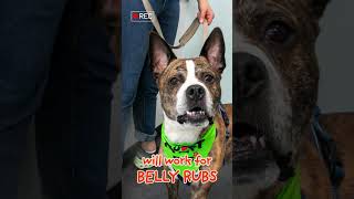 Video preview image #1 American Staffordshire Terrier-Boxer Mix Puppy For Sale in Decatur, GA, USA