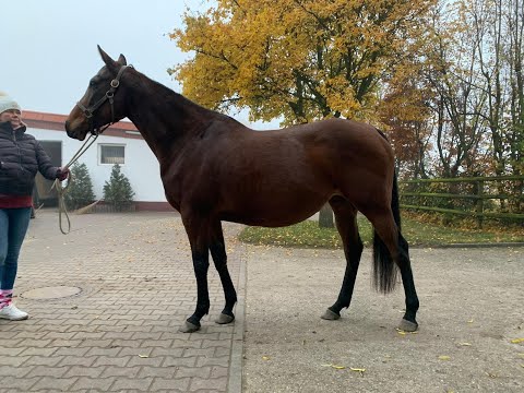 Lot 535 - DAYS OF THUNDER, in foal to Protectionist