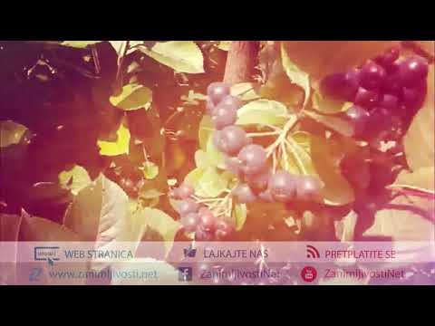 Aronija i zdravlje urinarnog trakta