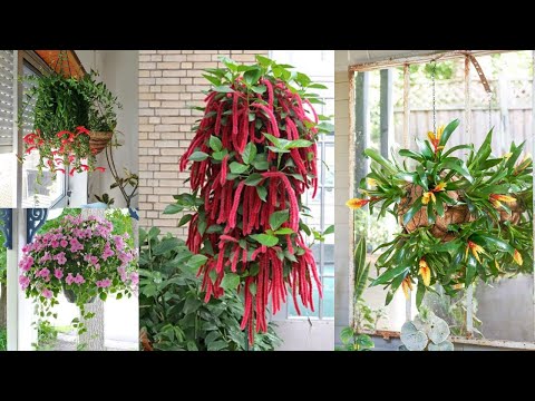 , title : '13 Amazing Indoor Flowering Plants for Hanging Baskets'