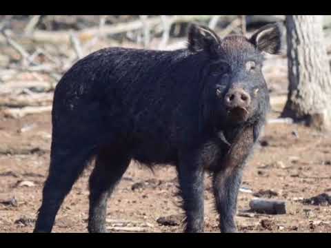 , title : 'Choctaw Pig | Facts, History & Characteristics'
