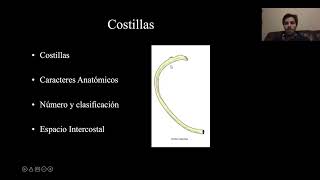 Jaula torácica y diafragma - Anatomía