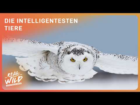 2+ Stunden, die cleversten & talentiertesten Tiere | Naturtalente