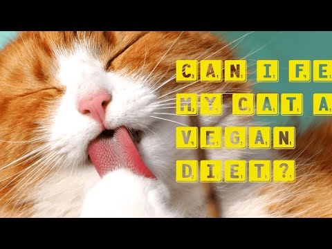 Can I Feed My Cat a Vegan Diet? | Natural Health is Wealth