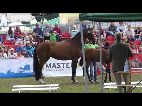 Sold Hengstfohlen von Grey Flanell - LandTageNord 2018